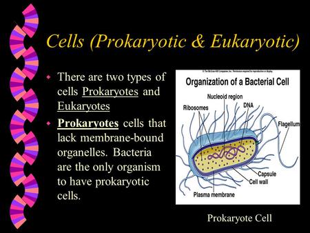 Cells (Prokaryotic & Eukaryotic) w There are two types of cells Prokaryotes and Eukaryotes w Prokaryotes cells that lack membrane-bound organelles. Bacteria.