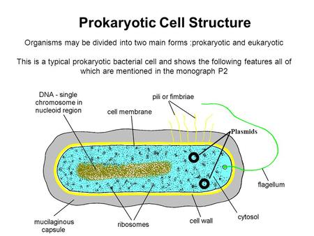 Organisms may be divided into two main forms :prokaryotic and eukaryotic This is a typical prokaryotic bacterial cell and shows the following features.