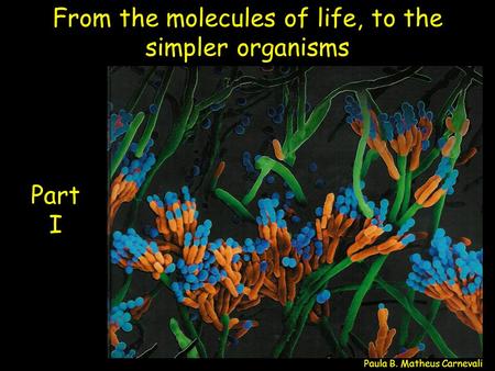 From the molecules of life, to the simpler organisms