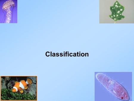 Classification Go to Section:. Slide # 2 Kingdom: Archaebacteria Go to Section: Bacillus infernus lives in deep sea vents in the ocean – obtains energy.