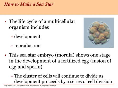 The life cycle of a multicellular organism includes
