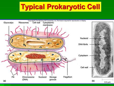 Typical Prokaryotic Cell. Prokaryotic Cell Structures.