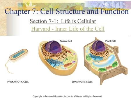 Chapter 7: Cell Structure and Function