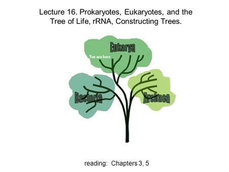 Reading: Chapters 3, 5 Lecture 16. Prokaryotes, Eukaryotes, and the Tree of Life, rRNA, Constructing Trees.
