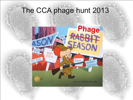 The CCA phage hunt 2013 Phage. Lab outline Isolate phage visualize phage Soil samples.