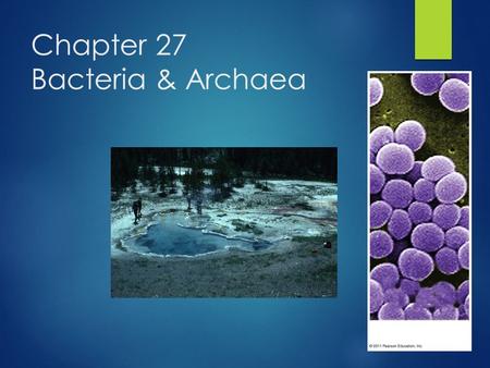 Chapter 27 Bacteria & Archaea
