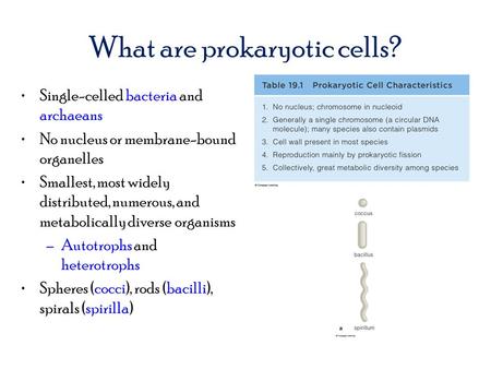 What are prokaryotic cells? Single-celled bacteria and archaeans No nucleus or membrane-bound organelles Smallest, most widely distributed, numerous, and.