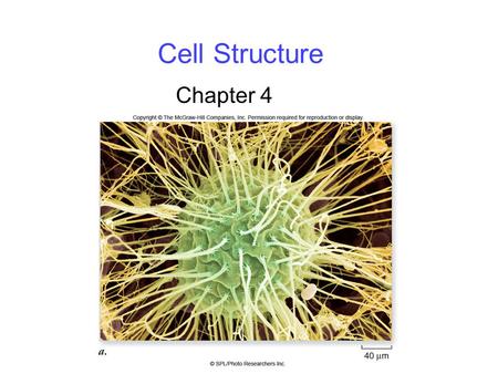 Cell Structure Chapter 4. 2 Cell Theory Cells were discovered in 1665 by Robert Hooke. Early studies of cells were conducted by - Mathias Schleiden (1838)