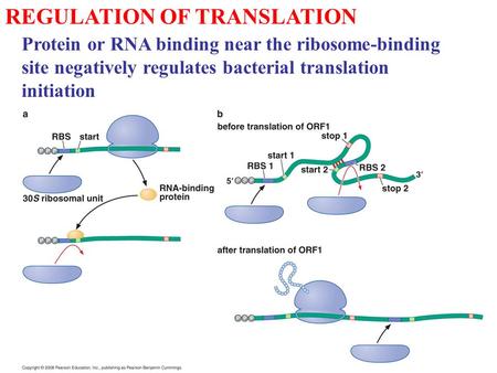REGULATION OF TRANSLATION Protein or RNA binding near the ribosome-binding site negatively regulates bacterial translation initiation.
