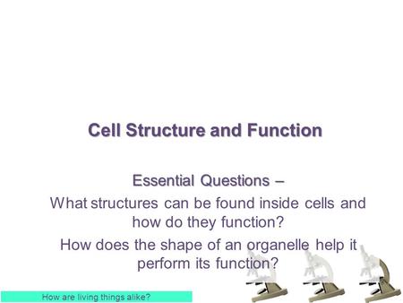 Cell Structure and Function Essential Questions – What structures can be found inside cells and how do they function? How does the shape of an organelle.