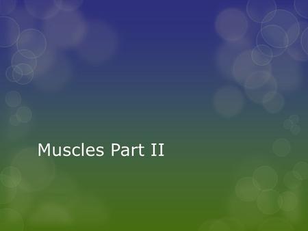 Muscles Part II.