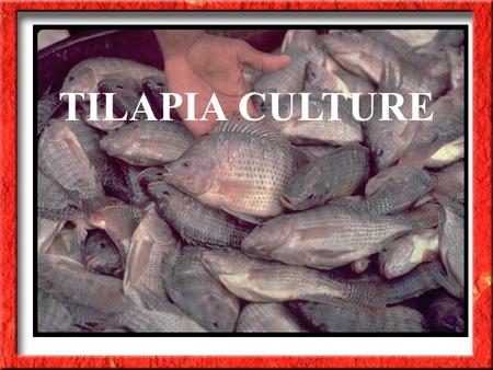 TILAPIA CULTURE. Water Temperatures for: Tilapia are native to Africa, Israel and Jordan Best growth- above 77 0 F Spawning - above 68 0 F Death- 50 to.