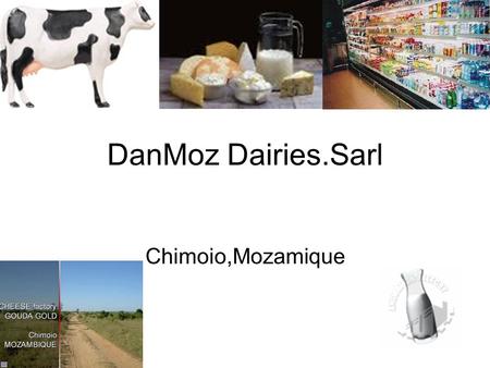 DanMoz Dairies.Sarl Chimoio,Mozamique. Company BackGround & Future Located in Chimoio,Mozambique. Factory located on 250 Ha farm. 2000 start Milk production.