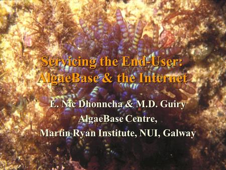 Servicing the End-User: AlgaeBase & the Internet E. Nic Dhonncha & M.D. Guiry AlgaeBase Centre, Martin Ryan Institute, NUI, Galway.