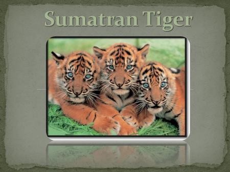 Scientific Name: Panthera Tigris Sumatrae Common Name: Sumatran Tiger Kingdom: Animalia Phylum: Chordata Class: Mammalia Continent/Country origin from: