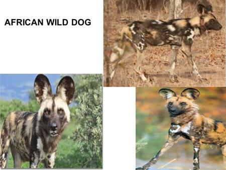 AFRICAN WILD DOG. There are lots of different names for these dogs, and here are some of them: African Wild Dog, African Hunting Dog, Cape Hunting Dog,