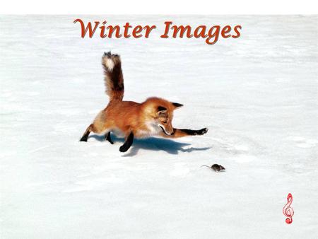 Winter Images Winter Images Chasing a Snack, Red Fox.