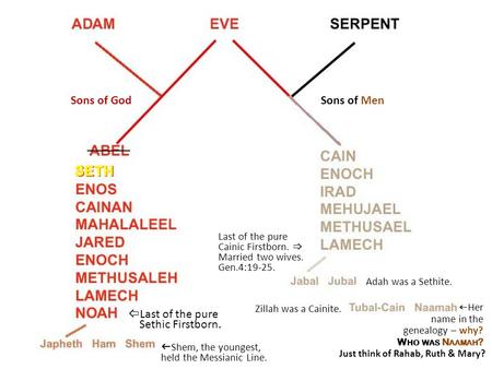Sons of GodSons of Men _______ SETH  Last of the pure Sethic Firstborn.  Shem, the youngest, held the Messianic Line. Last of the pure Cainic Firstborn.