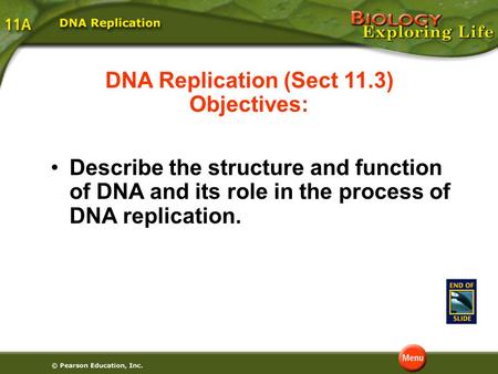 DNA Replication (Sect 11.3) Objectives: Describe the structure and function of DNA and its role in the process of DNA replication.
