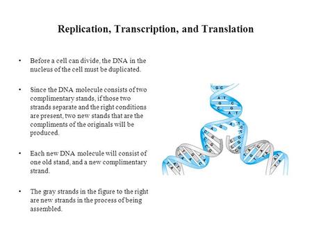 Replication, Transcription, and Translation Before a cell can divide, the DNA in the nucleus of the cell must be duplicated. Since the DNA molecule consists.