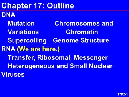 17P2-1 Chapter 17: Outline DNA Mutation Chromosomes and Variations Chromatin SupercoilingGenome Structure RNA (We are here.) Transfer, Ribosomal, Messenger.