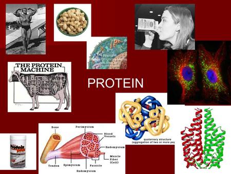 PROTEIN. Somatic Protein: Function Cellular growth, maintenance. Cellular growth, maintenance. Hormones Hormones Acid base regulation Acid base regulation.