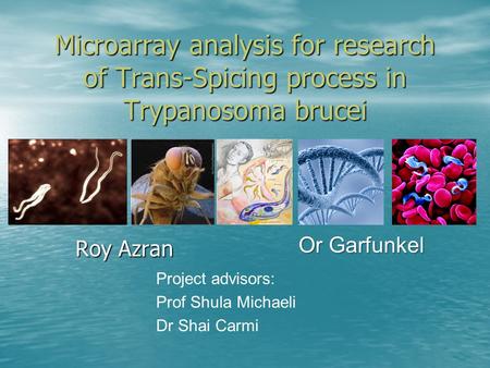 Microarray analysis for research of Trans-Spicing process in Trypanosoma brucei Roy Azran Or Garfunkel Project advisors: Prof Shula Michaeli Dr Shai Carmi.