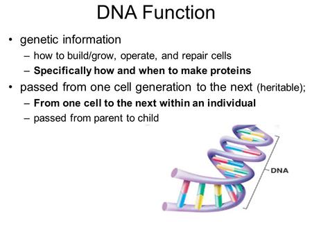 DNA Function genetic information –how to build/grow, operate, and repair cells –Specifically how and when to make proteins passed from one cell generation.