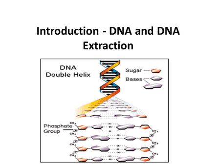 Introduction - DNA and DNA Extraction. Every gene has a promoter, a coding region, and a termination sequence. Genetic engineering is the directed addition.