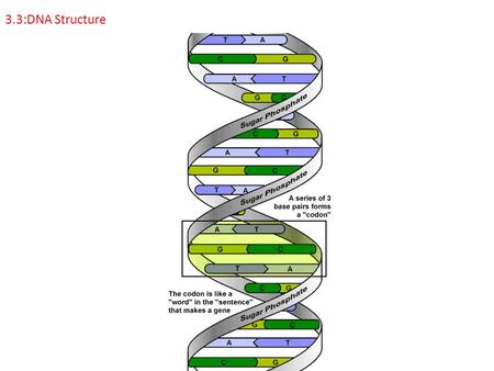 3.3:DNA Structure.