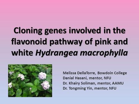 Cloning genes involved in the flavonoid pathway of pink and white Hydrangea macrophylla Melissa DellaTorre, Bowdoin College Danial Hasani, mentor, NFU.