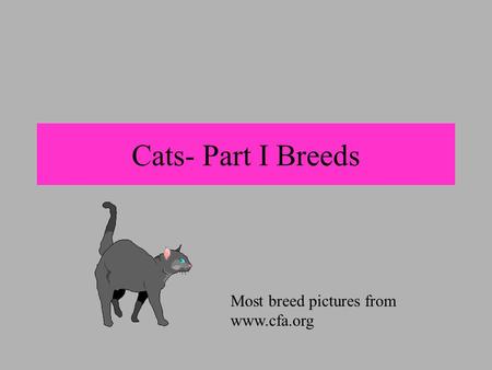 Cats- Part I Breeds Most breed pictures from www.cfa.org.