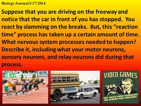 Biology Journal 3/17/2014 Suppose that you are driving on the freeway and notice that the car in front of you has stopped. You react by slamming on the.