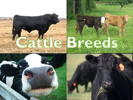 ANGUS Originated in Scotland Black, naturally polled Largest number of annual registrations in the United States.