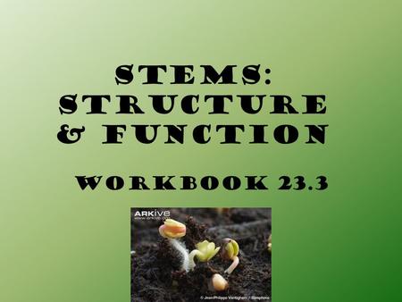 Stems: STRUCTURE & FUNCTION