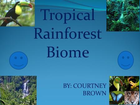 BY: COURTNEY BROWN Tropical Rainforest Biome In the tropical rainforest the climate is warm and humid. An average of 50 to 260 inches of rainfall a year.