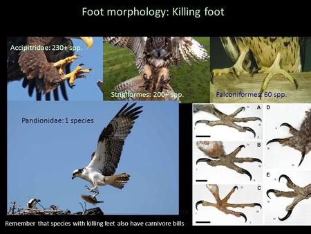 Foot morphology: Killing foot Short or no primary extension Accipitridae: 230+ spp. Strigiformes: 200+ spp.Falconiformes: 60 spp. Pandionidae: 1 species.