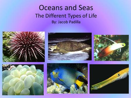 Oceans and Seas The Different Types of Life By: Jacob Padilla.