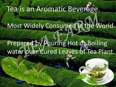 Tea is an Aromatic Beverage. Most Widely Consumed in the World. Prepared by Pouring Hot or Boiling water over Cured Leaves of Tea Plant.