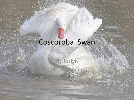 Coscoroba Swan By Joslyn Ms. Wenibing. Coscoroba Swan.