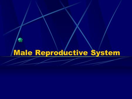 Male Reproductive System. 1. Components: ---testis: produce the male germ cells- gametes(sperm) produce androgen-testosterone ---gernital ducts: store.