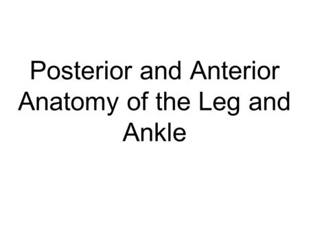 Posterior and Anterior Anatomy of the Leg and Ankle
