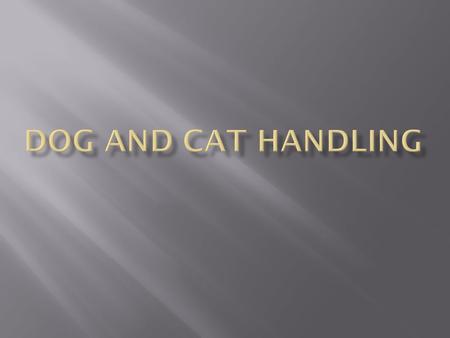 Dog and Cat Handling.