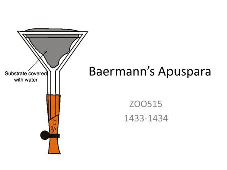Baermann’s Apuspara ZOO515 1433-1434.