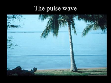 The pulse wave.