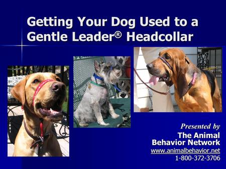 Getting Your Dog Used to a Gentle Leader ® Headcollar Presented by The Animal Behavior Network www.animalbehavior.net 1-800-372-3706.