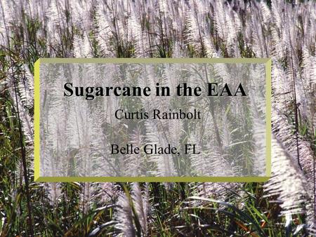 Sugarcane in the EAA Sugarcane in the EAA Curtis Rainbolt Belle Glade, FL.