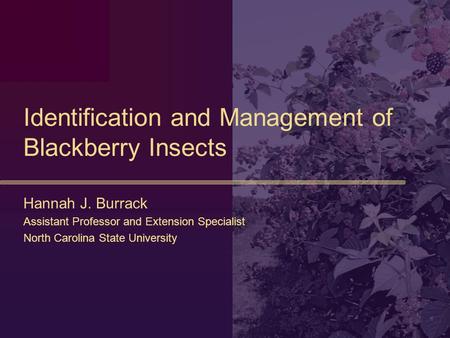 Identification and Management of Blackberry Insects Hannah J. Burrack Assistant Professor and Extension Specialist North Carolina State University.