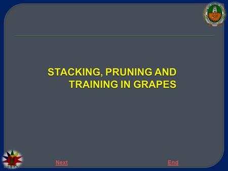 STACKING, PRUNING AND TRAINING IN GRAPES