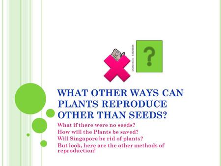 WHAT OTHER WAYS CAN PLANTS REPRODUCE OTHER THAN SEEDS?
